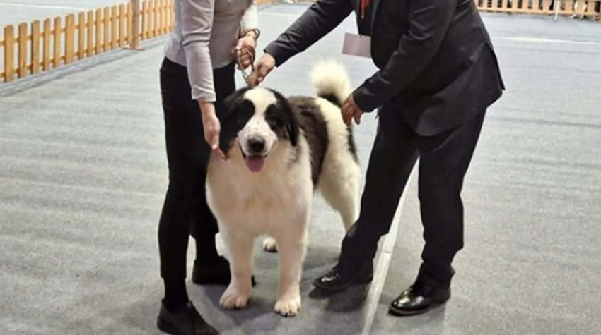 TRI IZLOŽBE PASA U NOVOM GRADU – 246 LJUBIMACA PRED SUDIJAMA